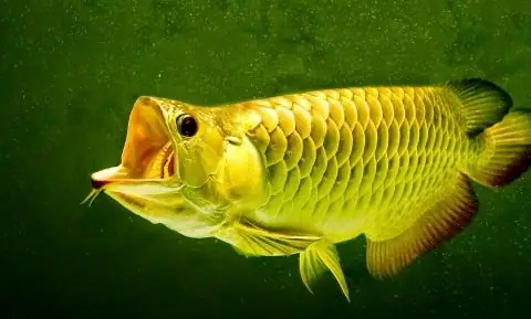 Cá Rồng Hồng Anh Biên Hòa