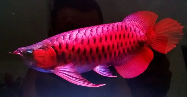 Cá Rồng Hồng Anh Đà Nẵng