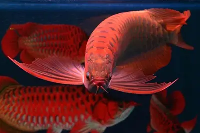 Cá Rồng Hồng Anh Đà Nẵng