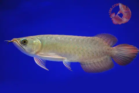 Cá Rồng Huyết Long Con: Bí Mật Chọn Giống, Nuôi Đúng Cách & Đạt Màu Đỏ Như Máu