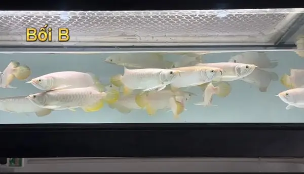 Cá Rồng Bối B - 24k Cá Rồng Bối B - 24k