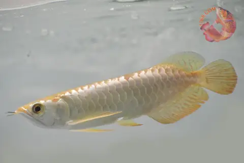 Cá Rồng Malaysia Gold Là Gì? Toàn Cảnh Về Loài Cá Cảnh Quý Hiếm