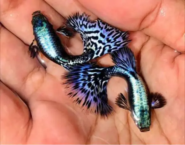 Cách Nuôi Cá Bảy Màu Rồng Tím