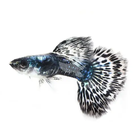 Cá Rồng Màu Tím