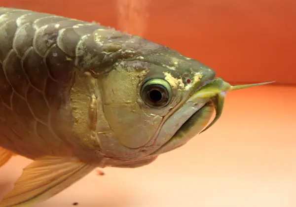 Biểu Hiện Nấm Đen Ở Cá Rồng