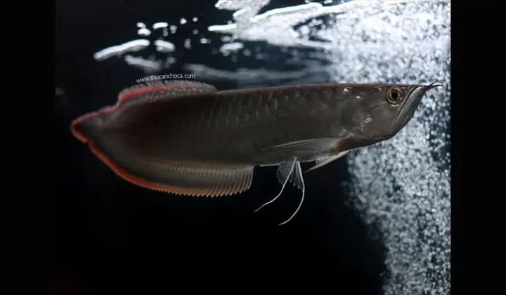 Ngân Long (silver Arowana)