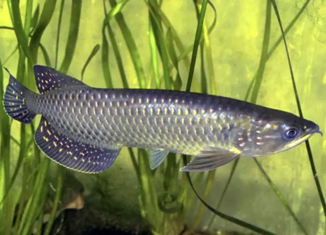 Cá Rồng Nào Dễ Nuôi Nhất: Hướng Dẫn Chi Tiết Cho Người Mới Bắt Đầu