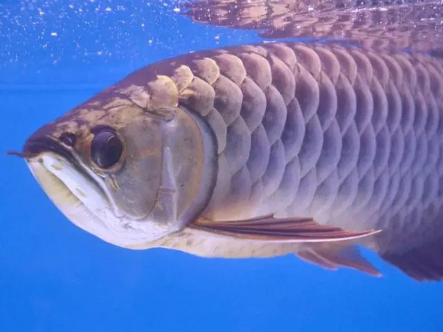 Cá Rồng Nhảy Tróc Vảy: Hiểu Rõ Nguyên Nhân Và Cách Xử Lý Hiệu Quả