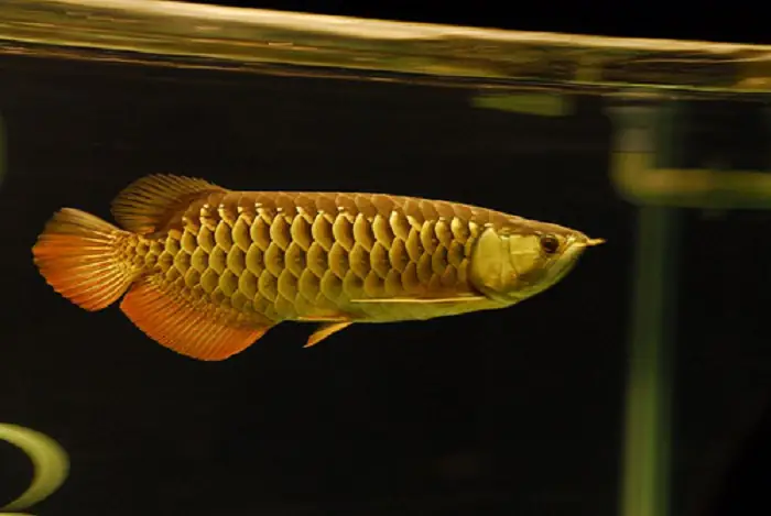 Hình Ảnh Cá Rồng Quá Bối Như Thế Nào?