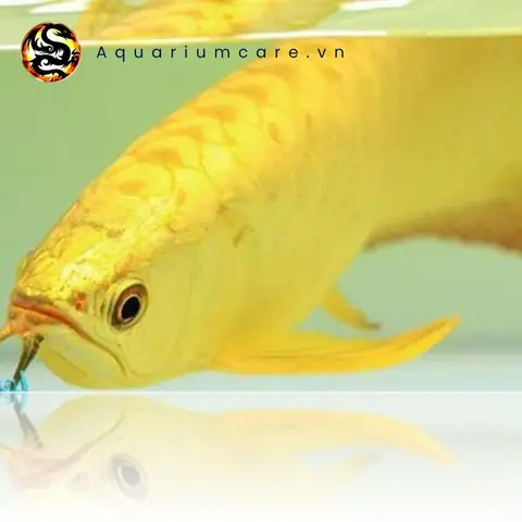 Cá Rồng Kim Long Quá Bối Full Helmet