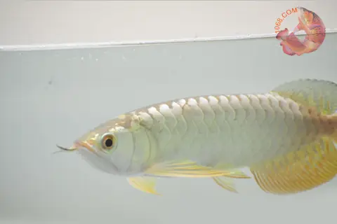 Cá Rồng Quá Bối Giá Bao Nhiêu? Bảng Giá Mới Nhất & Hướng Dẫn Chọn Mua