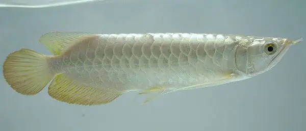 Cá Rồng Royal Gold Là Gì? Đặc Điểm, Ý Nghĩa Và Cách Nuôi Cá Rồng Royal Gold Là Gì? Đặc Điểm, Ý Nghĩa Và Cách Nuôi