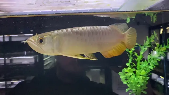 Bể Nuôi Cá Rồng Sinh Sản