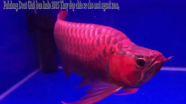 Cá Rồng Super King Red: Cẩm Nang Chuyên Sâu Từ A Đến Z Cho Người Nuôi