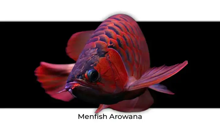 Thông Tin Cơ Bản Về Cá Rồng Super King Red