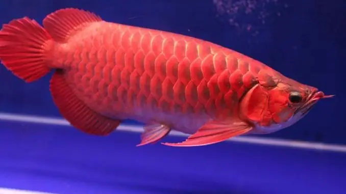 Cửa Hàng Cá Rồng Huyết Long Lớn Nhất Thanh Hóa - Cửa Hàng ...