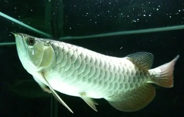 Cá Rồng Thanh Long Chỉ Vàng: Bí Mật Về Loài Cá Cảnh Quý Hiếm