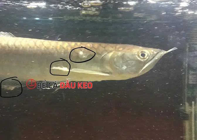 Cá Rồng Thở Gấp: Dấu Hiệu, Nguyên Nhân Và Cách Điều Trị Hiệu Quả