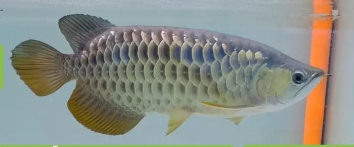 Xuất Hiện Các Vết Nấm Trên Cơ Thể