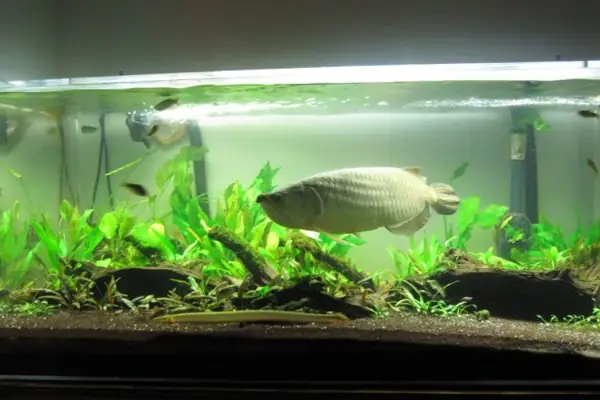 Làm Sao Để Cho Cá Rồng Lên Màu Đẹp