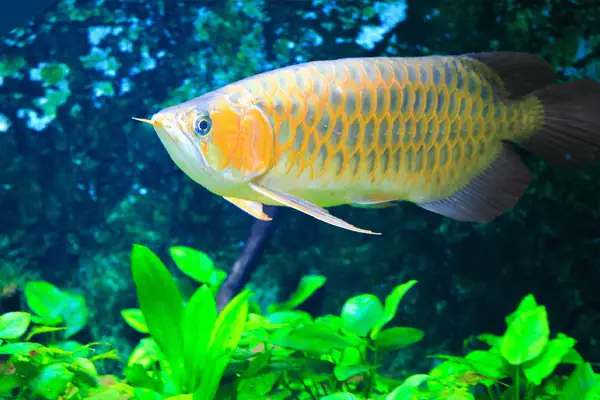 Cá Rồng Thích Ăn Gì Nhất