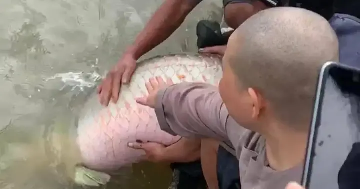 Thả Cá Hải Tượng "khủng" Ra Sông: Phóng Sinh Hay Sát Sinh? | Báo ...
