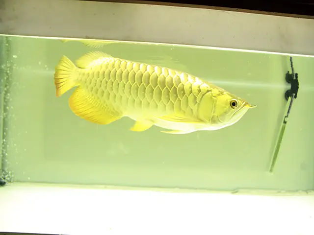 Cá Rồng Vàng 24k Có Khai Sinh, Đại Gia Sục Sạo