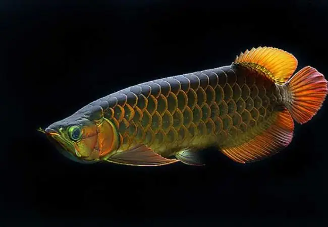 Mắt Cá Rồng Bị Xệ Có Nguy Hiểm Không?