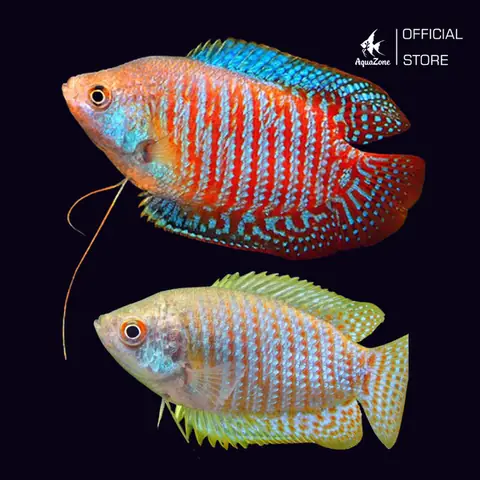 Hướng Dẫn Phân Biệt Cá Sặc Gấm Trống Mái Dễ Dàng