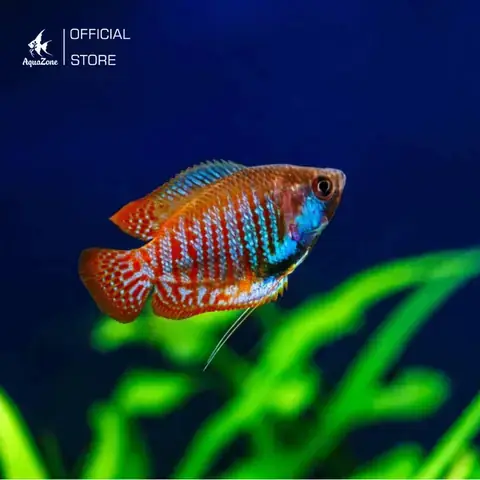 Hiểu Rõ Về Cá Sặc Gấm (dwarf Gourami)