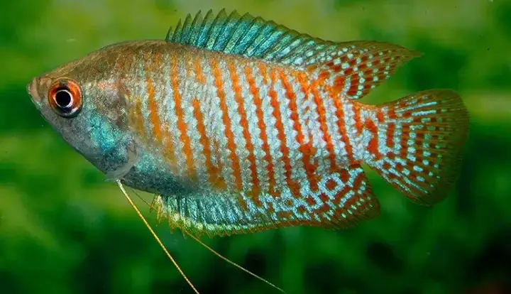 Lợi Ích Sức Khỏe Khi Ăn Cá Sặc Lợi Ích Sức Khỏe Khi Ăn Cá Sặc