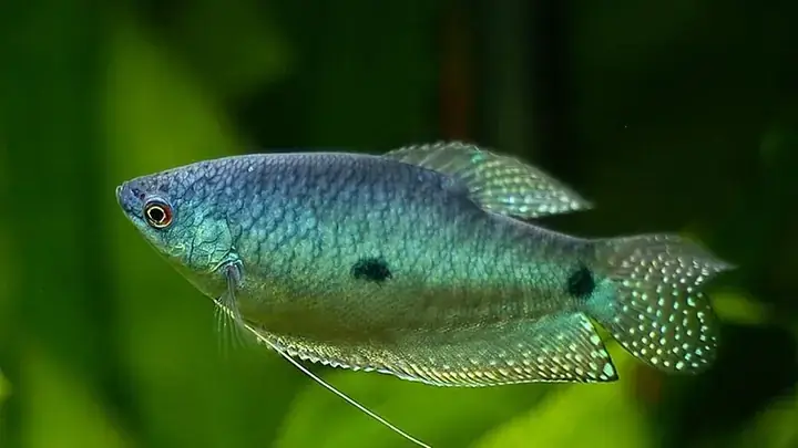 Cá Sặc Nấu Canh Chua – Mát Lành, Giải Nhiệt Cá Sặc Nấu Canh Chua – Mát Lành, Giải Nhiệt