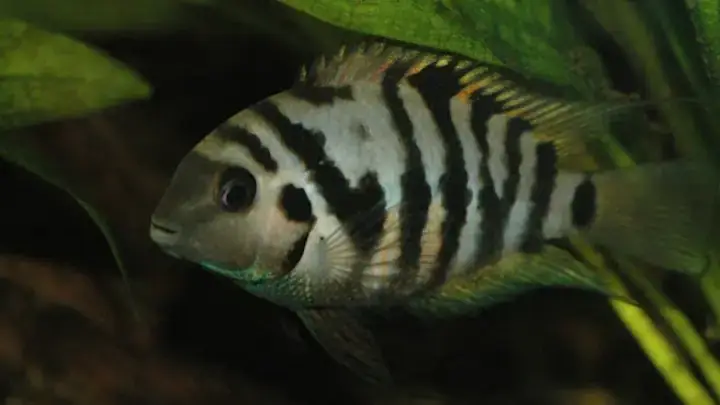 Cá Sặc Ở Vùng Nước Lợ Và Ven Biển Cá Sặc Ở Vùng Nước Lợ Và Ven Biển