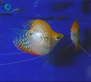 Giới Thiệu Về Cá Sặc Mã Giáp Lùn (size Cối)