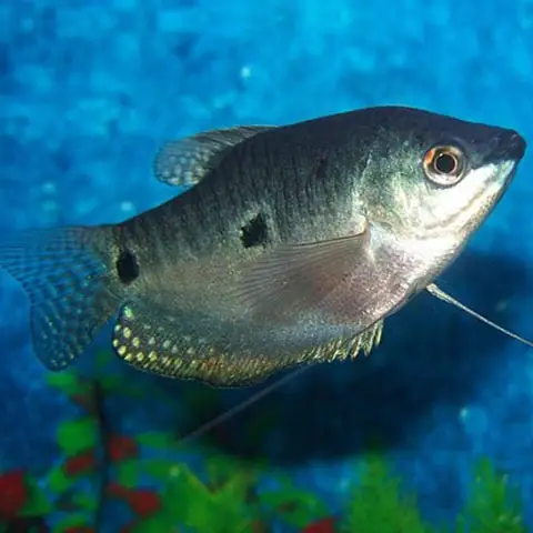 Giá Trị Của Cá Sặc Nước Ngọt