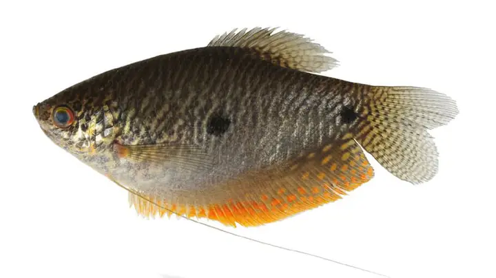 Cá Sặc Tiếng Anh Là Gì? Tổng Quan Về Loài Cá Cảnh Phổ Biến