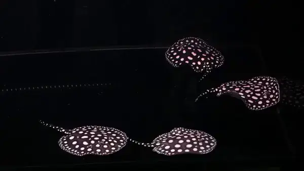 Hướng Dẫn Chi Tiết Cách Nuôi Cá Sam Hoàng Đế Thành Công