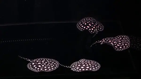 Cá Đuối Nước Ngọt Giá Bao Nhiêu