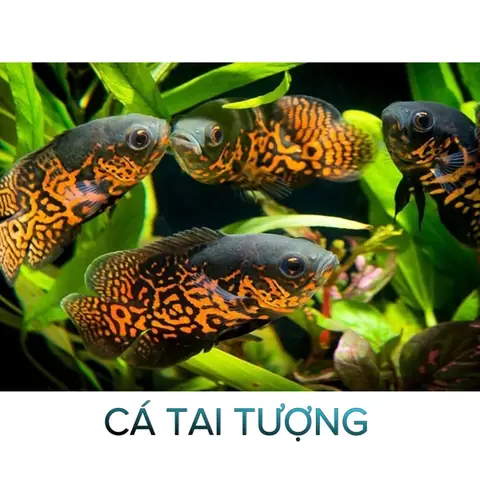 Cá Tai Tượng- Cá Săn Mồi- Cá Cảnh Thiên Phước