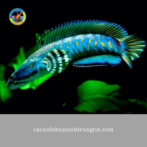 Các Loại Cá Săn Mồi Rẻ Đẹp Dễ Nuôi, Đặc Điểm, Cách Nuôi, Giá..