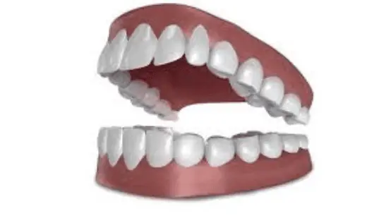 Cách Đếm Và Đọc Tên Các Loại Răng | Vinmec