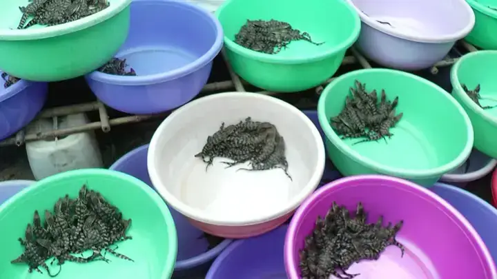 Các Yếu Tố Chính Ảnh Hưởng Đến Giá Cá Sấu Giống