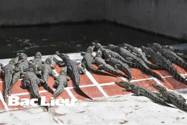 Loài Cá Sấu Phổ Biến Nhất