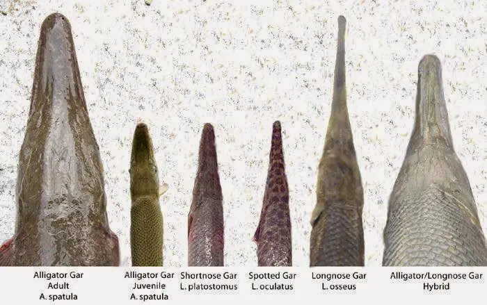 Nuôi Cá Sấu Hỏa Tiễn Bột: Cần Biết Gì Trước Khi Mua?