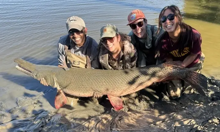 Đại Học Minnesota Nghiên Cứu Cá Sấu Hỏa Tiễn Trên Sông Mississippi Đại Học Minnesota Nghiên Cứu Cá Sấu Hỏa Tiễn Trên Sông Mississippi