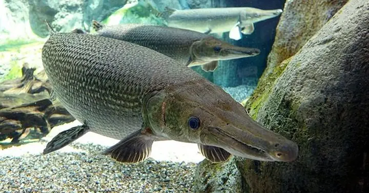 Bạn Biết Gì Về Cá Sấu Hỏa Tiễn? Nó Có Nguy Hiểm Cho Con Người Hay ... Bạn Biết Gì Về Cá Sấu Hỏa Tiễn? Nó Có Nguy Hiểm Cho Con Người Hay ...