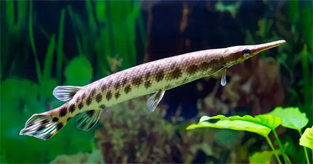 Cá Sấu Hỏa Tiễn – Loài Cá Nước Ngọt Lớn Nhất Bắc Mỹ - Khoahoc.tv Cá Sấu Hỏa Tiễn – Loài Cá Nước Ngọt Lớn Nhất Bắc Mỹ - Khoahoc.tv