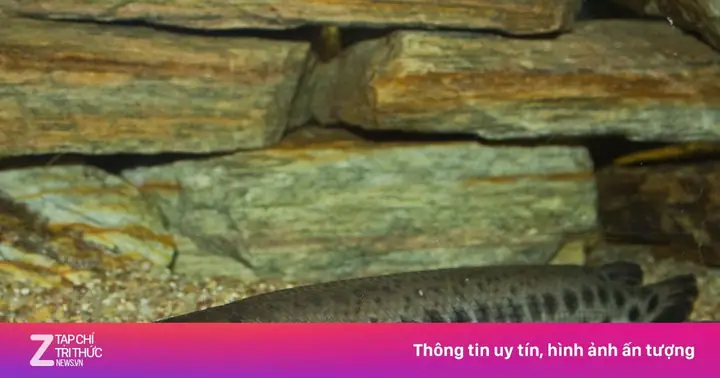 Ngộ Độc Trứng Cá Sấu Hỏa Tiễn, Bà Và 4 Cháu Nhỏ Nhập Viện | Znews.vn