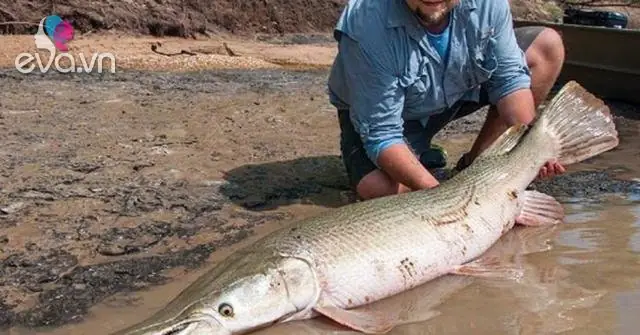 Cá Sấu Hỏa Tiễn - Đặc Điểm Nhận Dạng, Tập Tính Và Môi Trường Sống Cá Sấu Hỏa Tiễn - Đặc Điểm Nhận Dạng, Tập Tính Và Môi Trường Sống