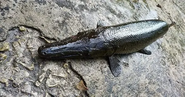 Cá Sấu Hỏa Tiễn Được Coi Là Thủy Quái Dưới Nước, Trứng Của Loài Này ... Cá Sấu Hỏa Tiễn Được Coi Là Thủy Quái Dưới Nước, Trứng Của Loài Này ...